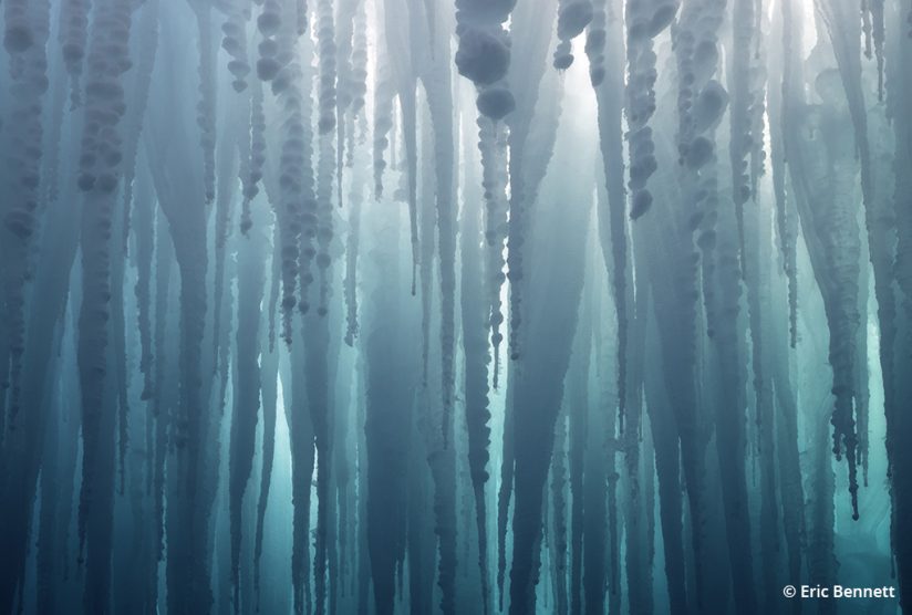 Abstract image of icicles