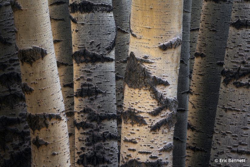Abstract image of aspen tree trunks