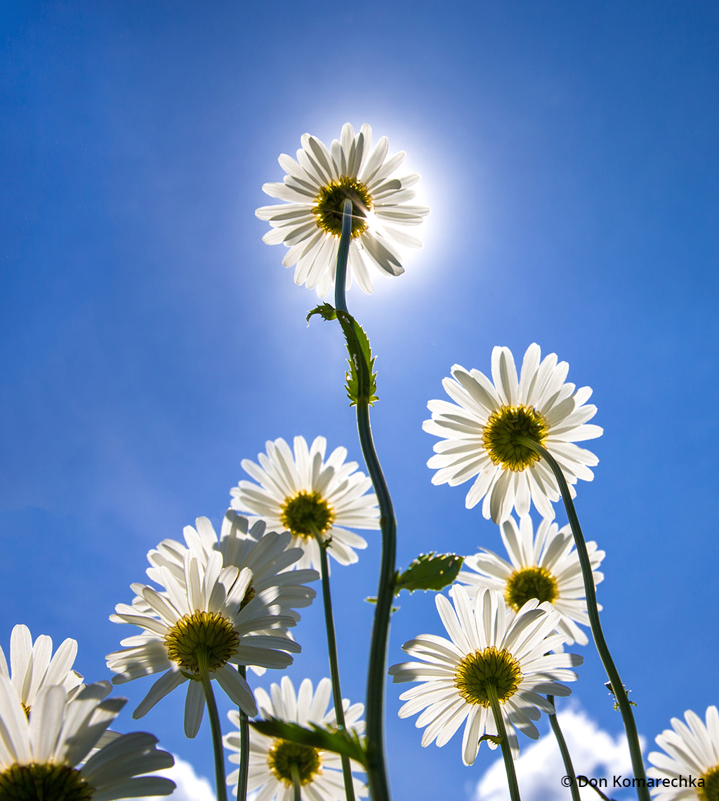 Macro photo looking up at a group of daisies