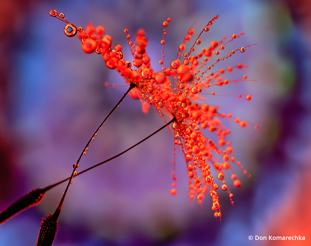 Macro photo of dandelion seeds